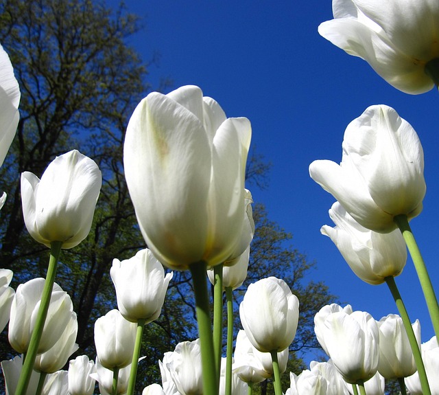 Free Tulip White photo and picture