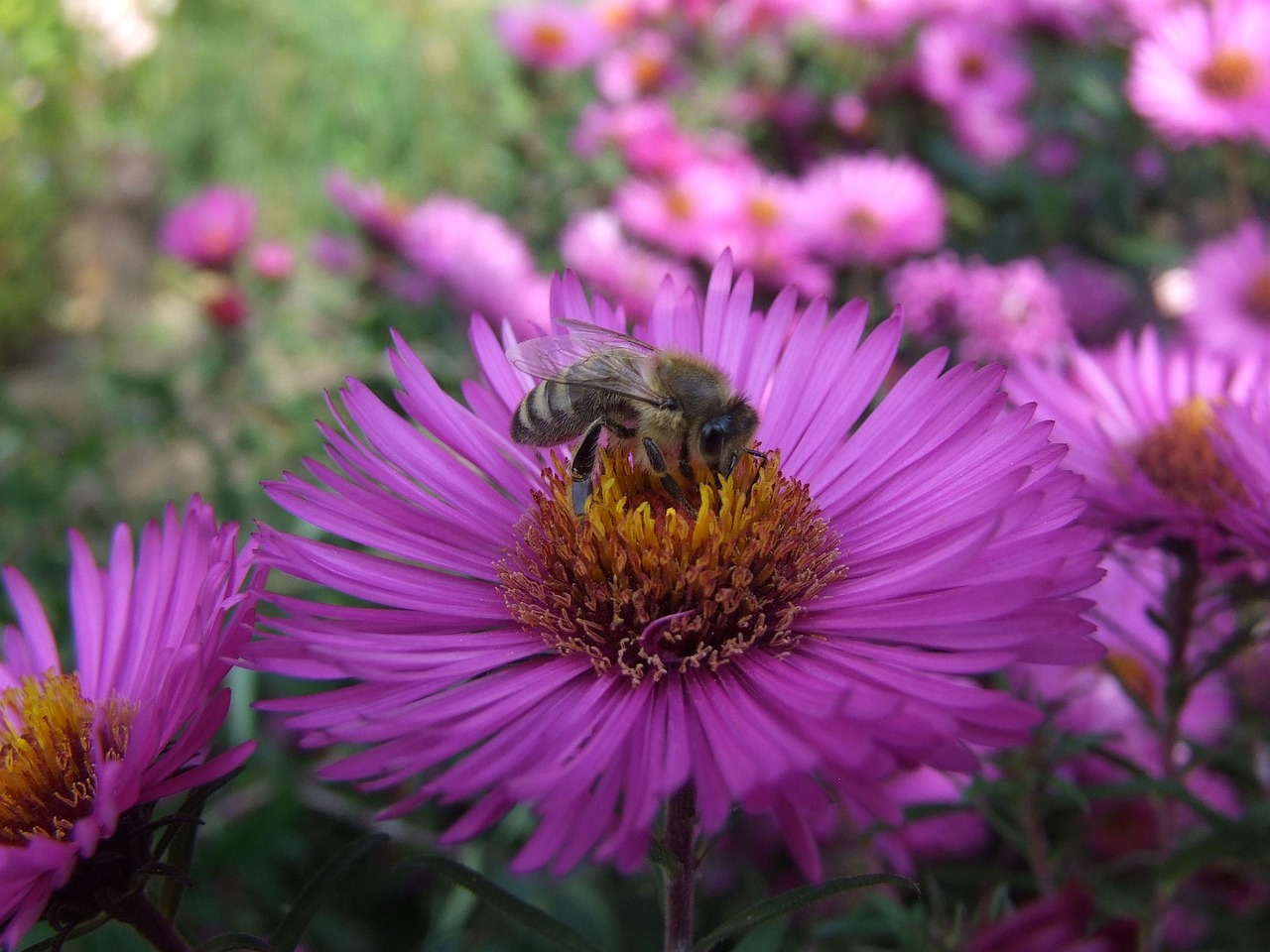 Aster Bee Herbstaster Free photo on Pixabay Pixabay