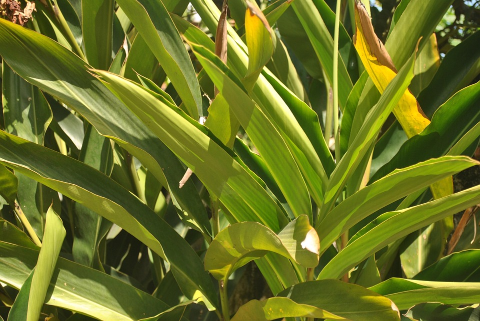 Foot Of Colonia Plant Free Photo On Pixabay