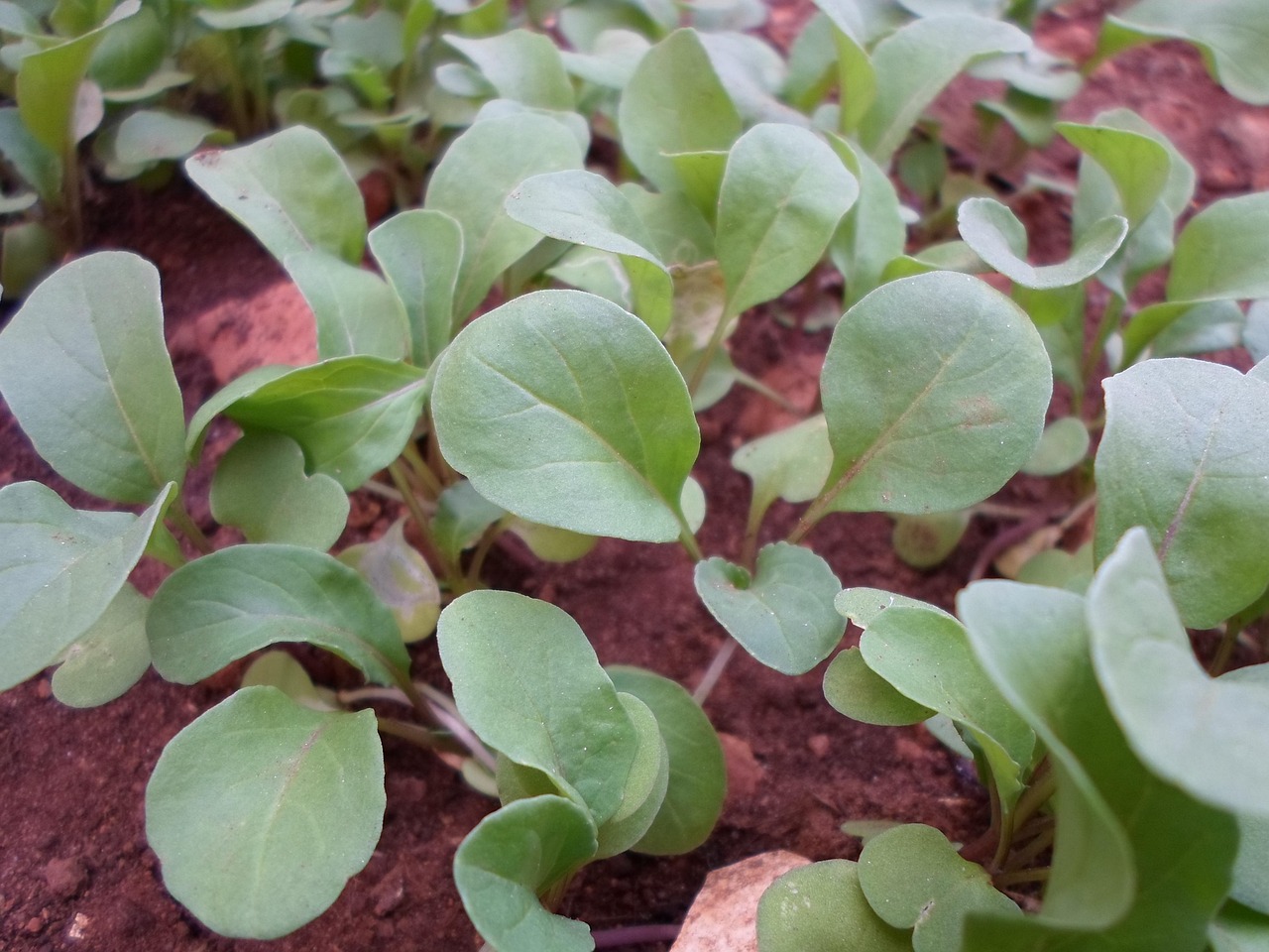 Arugula Plants Araguari - Free photo on Pixabay