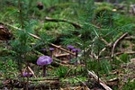 violet laccaria, mushroom, amethyst blue laccaria