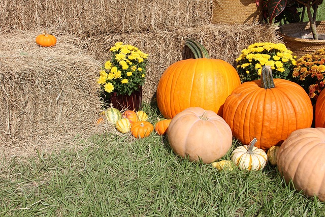 Free Pumpkins Gourds photo and picture