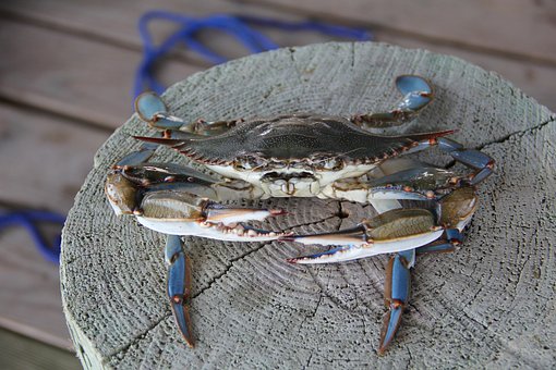 Blaukrabbe Blaukrabbe
