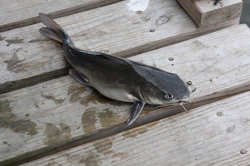 Catfish, Fishing, Fish, Animal, Captured