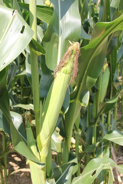 Free Corn Maize photo and picture