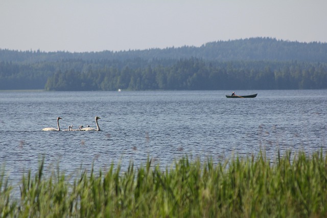 Free Swan Boat photo and picture