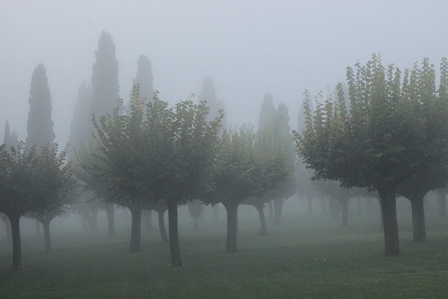 Free Mist Cypress photo and picture