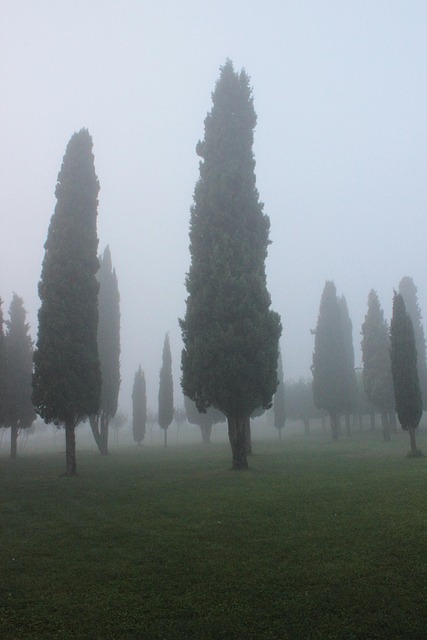 Free Cypress Background photo and picture