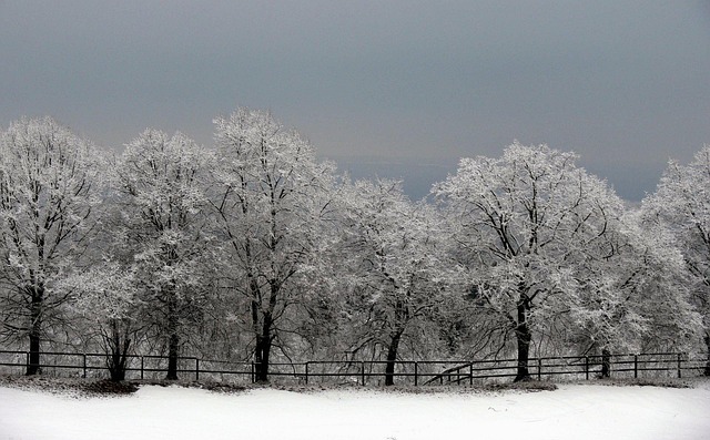 Free Trees Avenue photo and picture