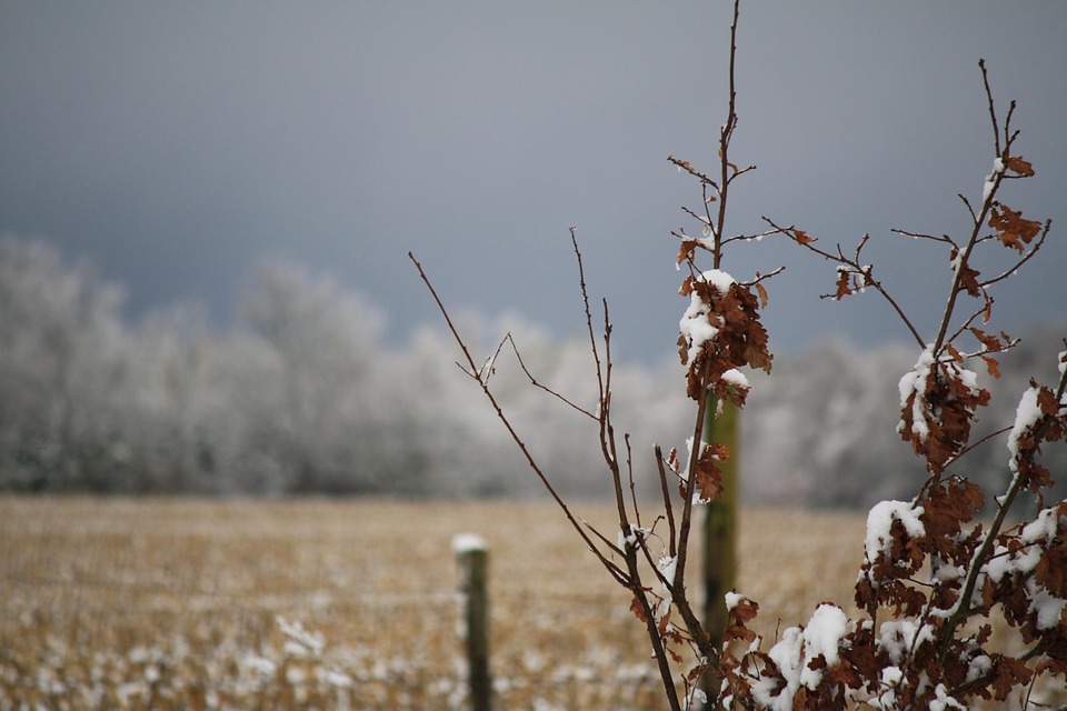 Free photo Winter, Tree, Leaves, Still Life Free Image on Pixabay