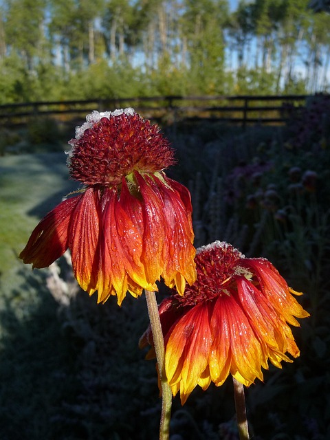 Floare, Toamna, Flori Fundal