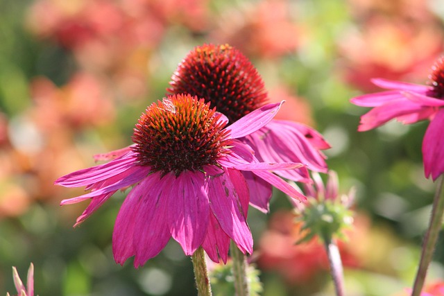 Free Coneflowers Flower photo and picture