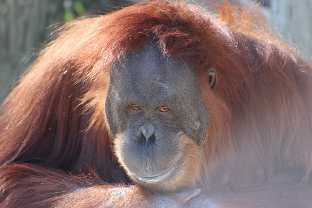 Free Orangutan Ape photo and picture