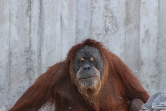 Free Orangutan Ape photo and picture