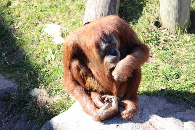 Free Orangutan Ape photo and picture