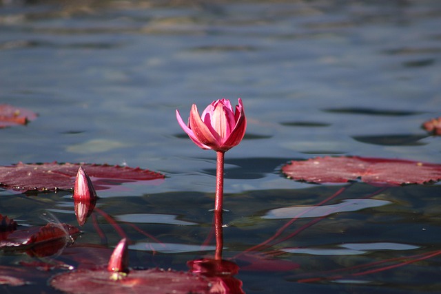 Free Water Lily Pink photo and picture