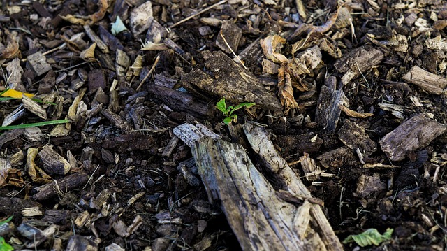 Free Ground Texture photo and picture