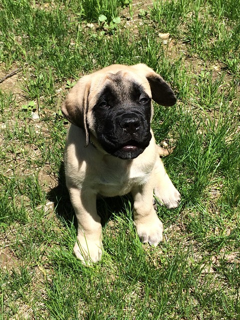 Free Puppy English Mastiff photo and picture