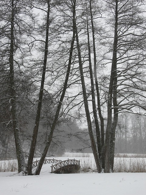 Free Winter Trees photo and picture