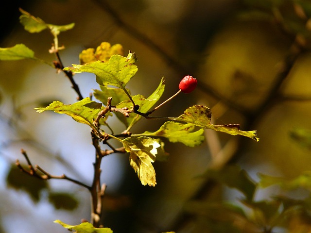 Free Fall Autumn photo and picture