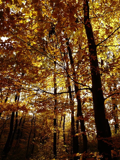 Free Forest Autumn photo and picture