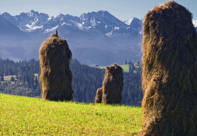 Free Mounds Of Hay Mown Grass photo and picture