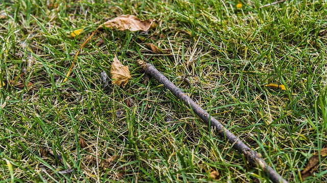 Free Grass Twig photo and picture