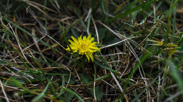 Free Dandelion Grass photo and picture