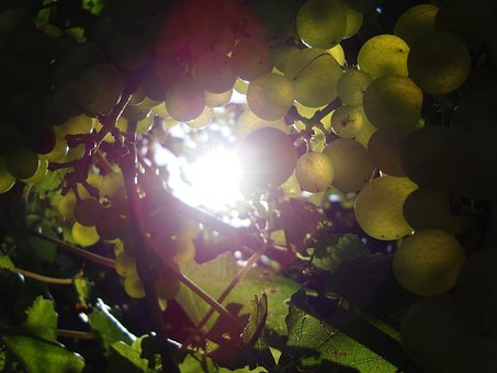 Free Sun Grapes photo and picture