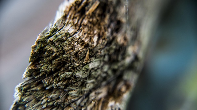 Free Wood Closeup photo and picture