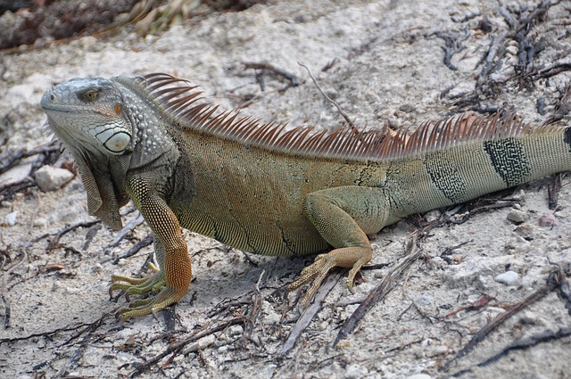Free Iguana Lizard photo and picture