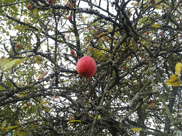 Free Apple Autumn photo and picture