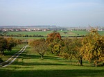 tree, orchard, scattered fruit trees