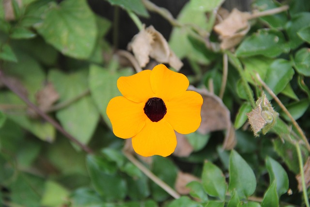 Free Flower Yellow photo and picture