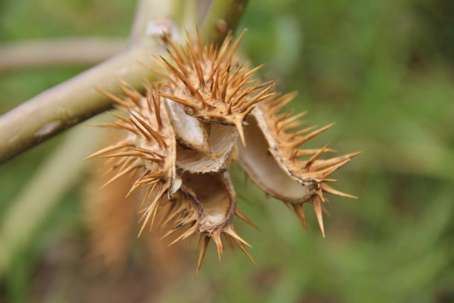 Free Thorns Flower photo and picture