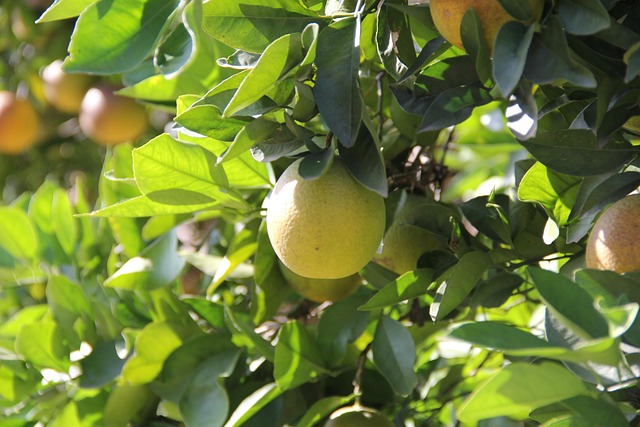Free Orange Tree photo and picture