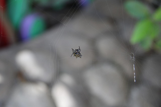 Free Spider Insect photo and picture