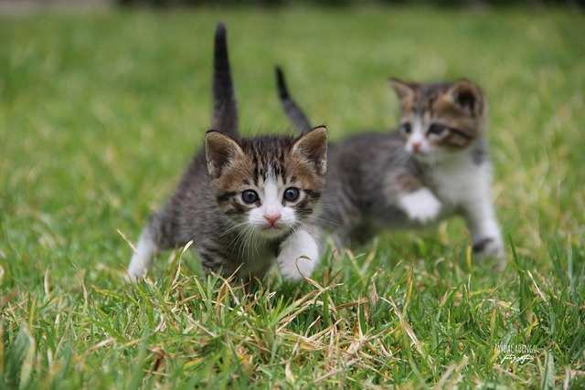 Free Cats Kittens photo and picture
