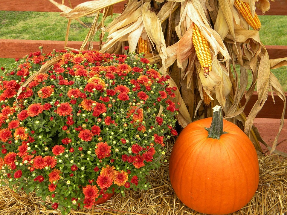 Thanksgiving Pumpkin Harvest - Free photo on Pixabay