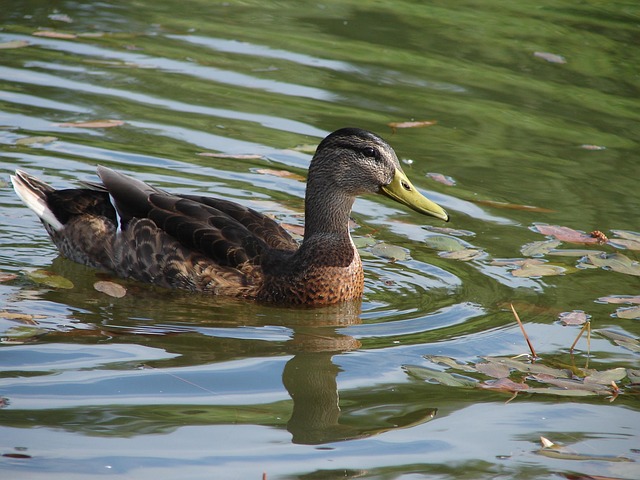 Free Mallard Lake photo and picture