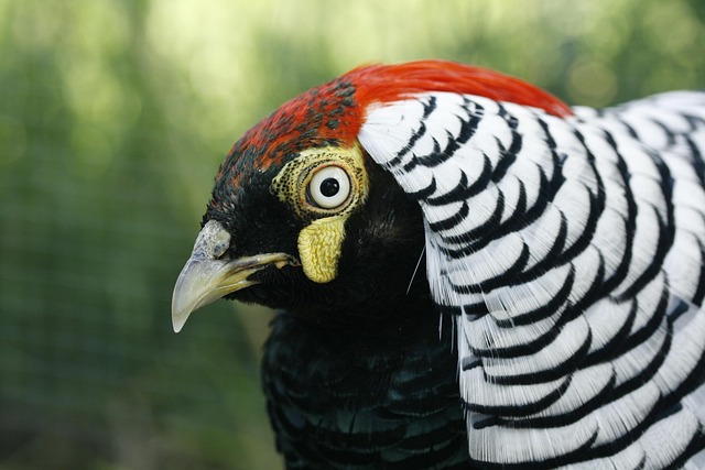 Free Pheasant Bird photo and picture