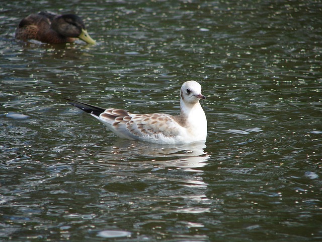 Free Bird Gull photo and picture