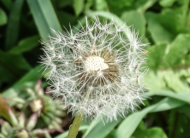 Free Dandelion Weak photo and picture