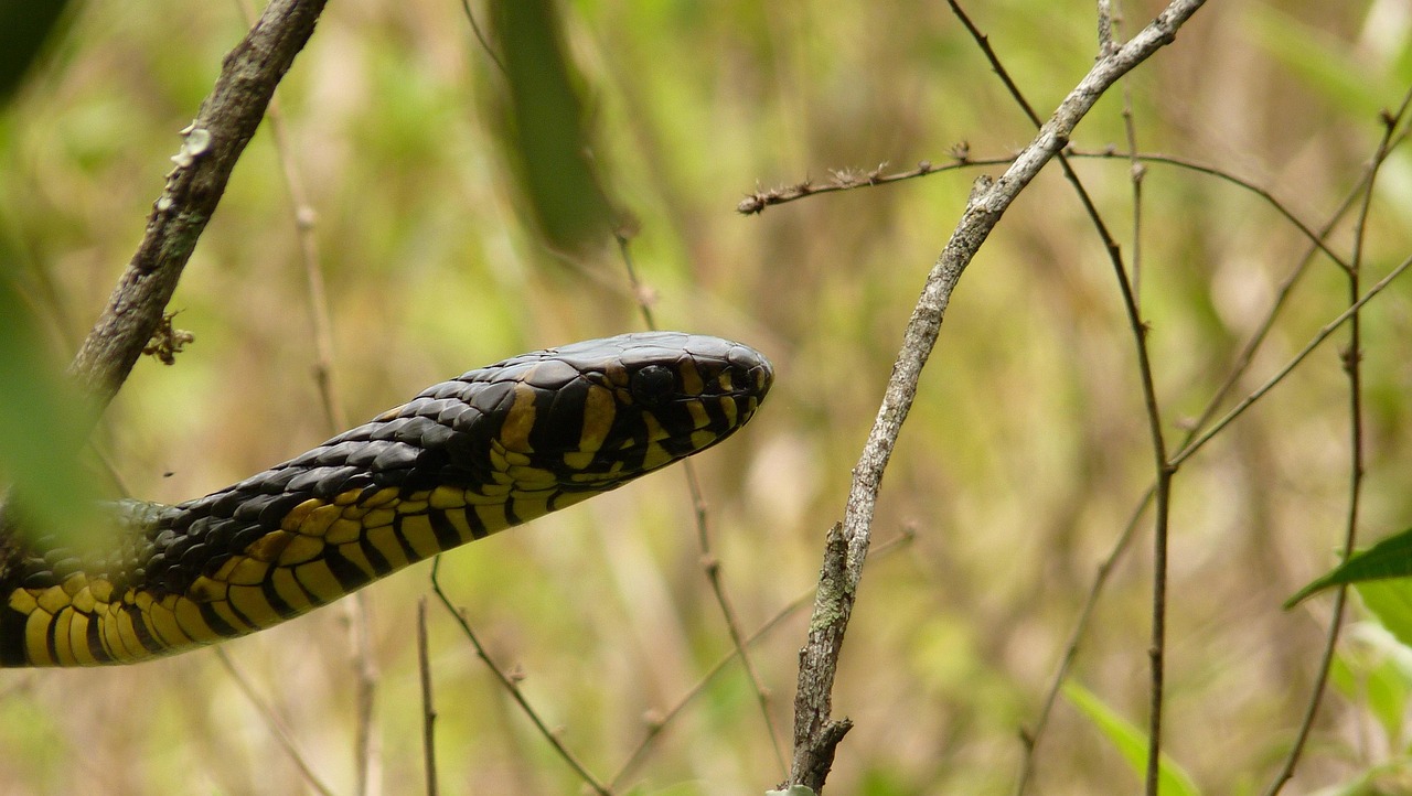 Snake Animal Forest - Free photo on Pixabay