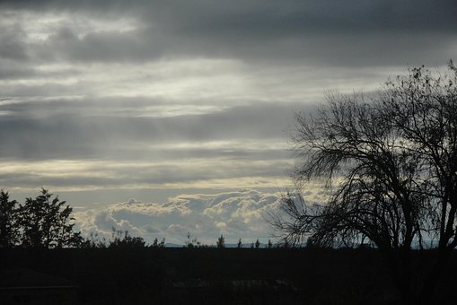 Skat, Grå, Træ, Natur, Silhuet, Landskab