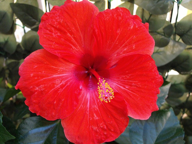 Flor Roja, Hibisco, De Colores