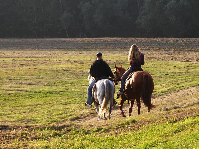 Free Horses Field photo and picture