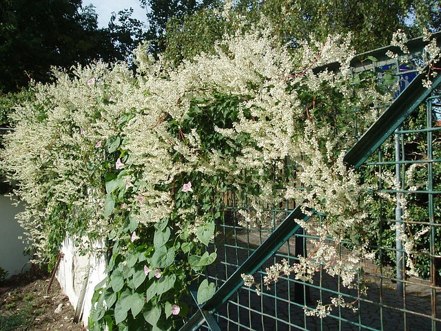 Knöterich, Hecke Bild pixabay.com/de/users/fotobefa-500197/ Kletterpflanzen, bunte Kunstwerke für Wände und Zäune