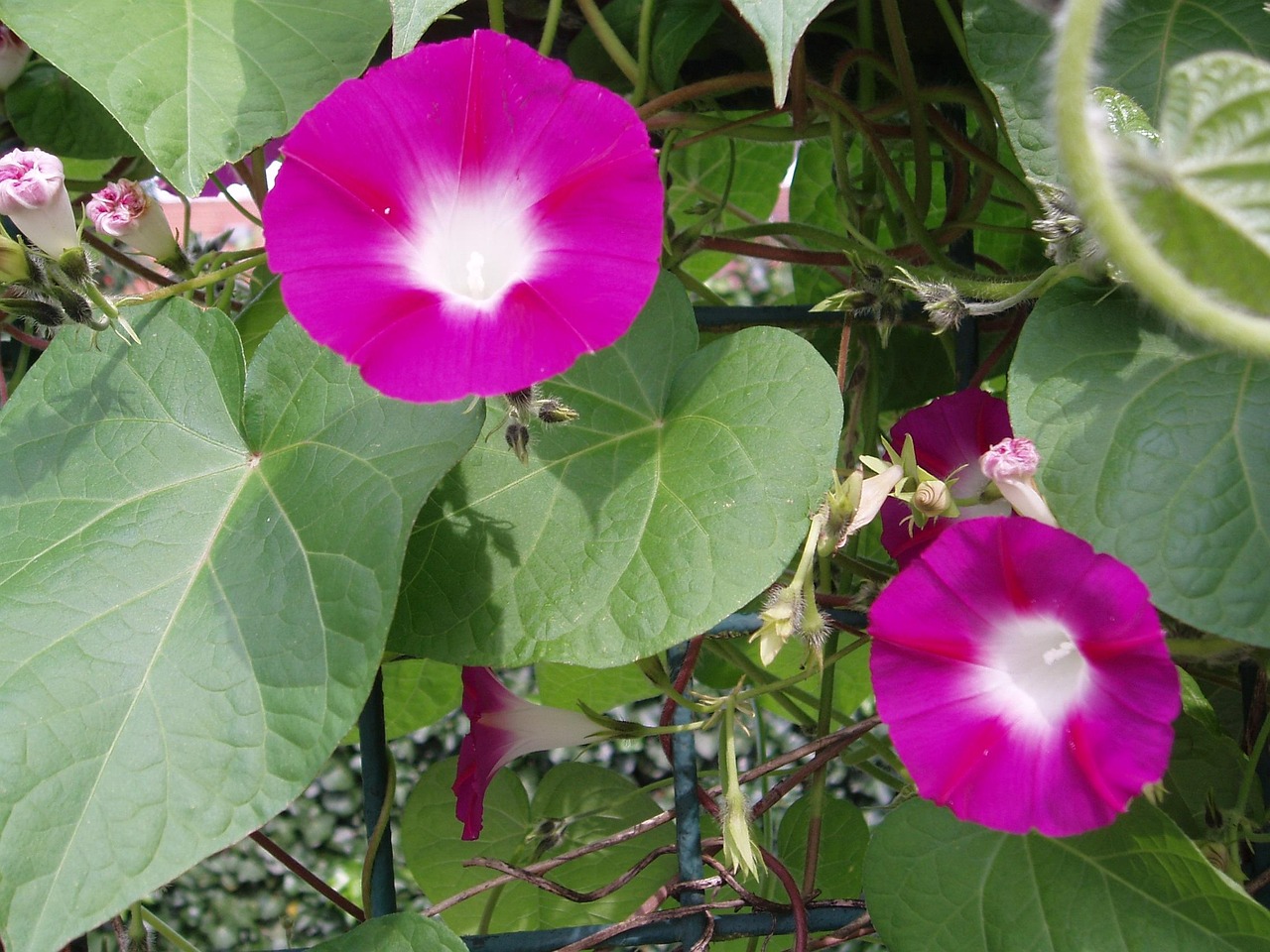 Morning Glory Winds Blossom · Free photo on Pixabay