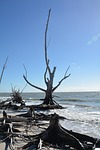 tree, wood, dead